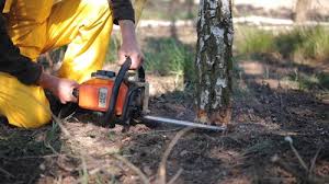 Best Firewood Processing and Delivery  in Harbison Nyon, CA