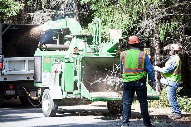 Lawn Renovation and Restoration in Harbison Canyon, CA