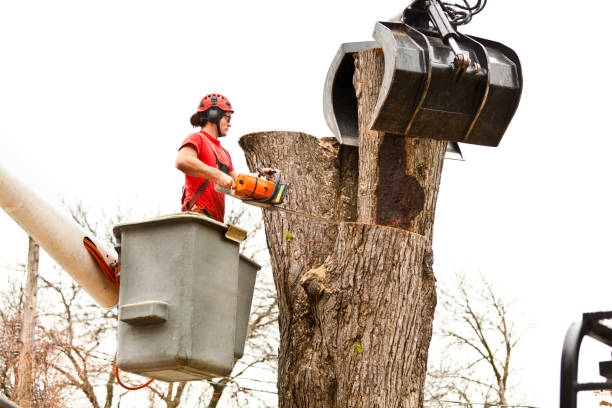 Reliable Harbison Canyon, CA Tree Care Solutions
